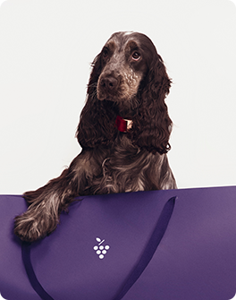 A brown and white dog with long ears and a red collar rests its paws on a purple surface with a small grape icon.