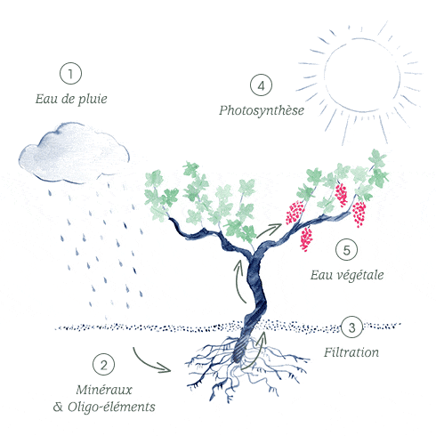 grape water tree