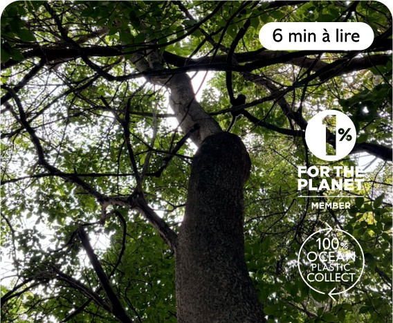 View looking up at a leafy tree with environmental logos saying "1% FOR THE PLANET" and "100% OCEAN PLASTIC COLLECT."