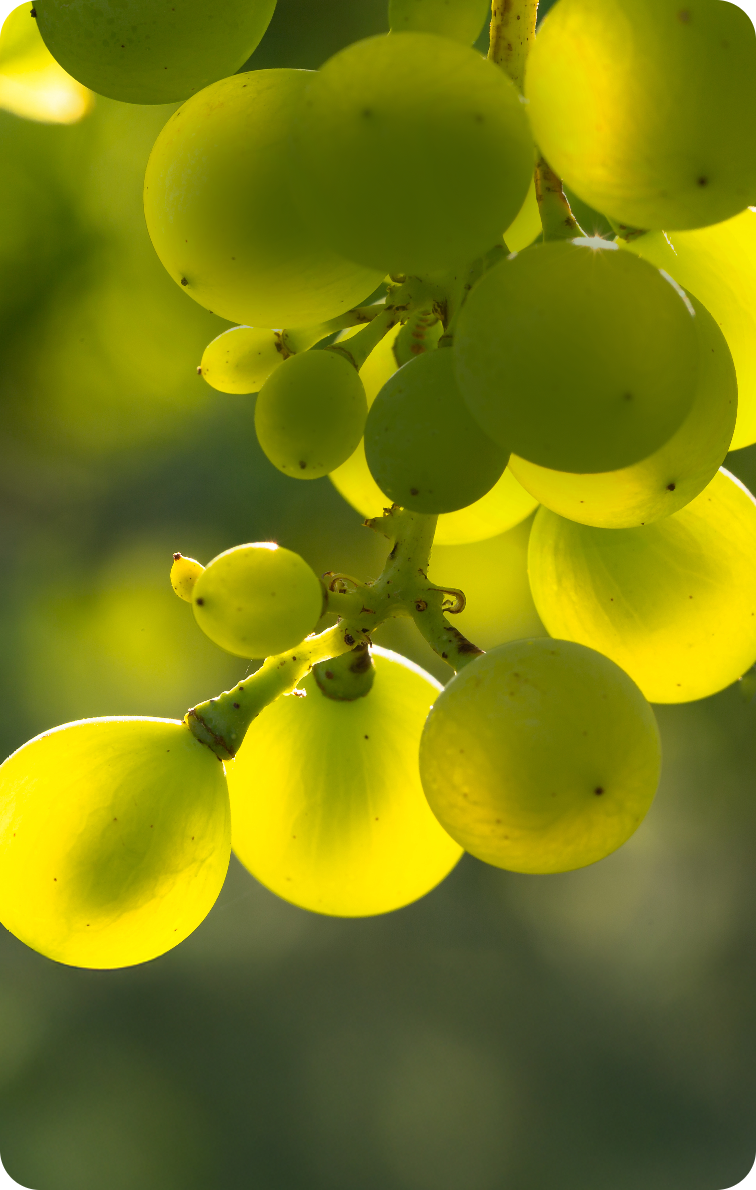 La Science de la Vigne
