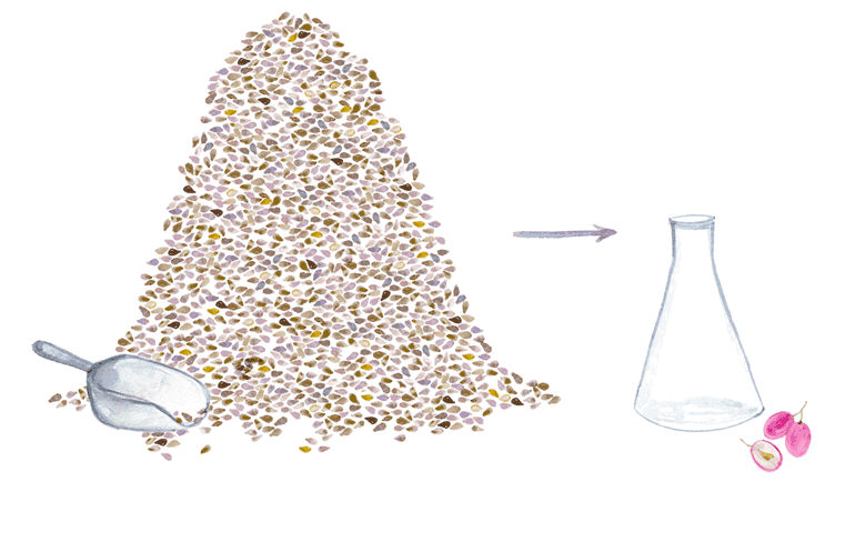 Polyphenols ingrédients
